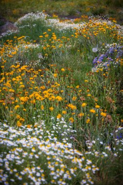 Many wildflower bloom in Colorado countryside in summer time near Crested Butte. clipart