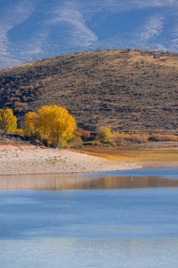 Utah 'taki Geyik Deresi barajının kıyısındaki sarı sonbahar ağaçları..