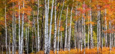 Utah 'taki Aspen ağaçlarının panoramik manzarası, sonbahar boyunca wasatch dağları