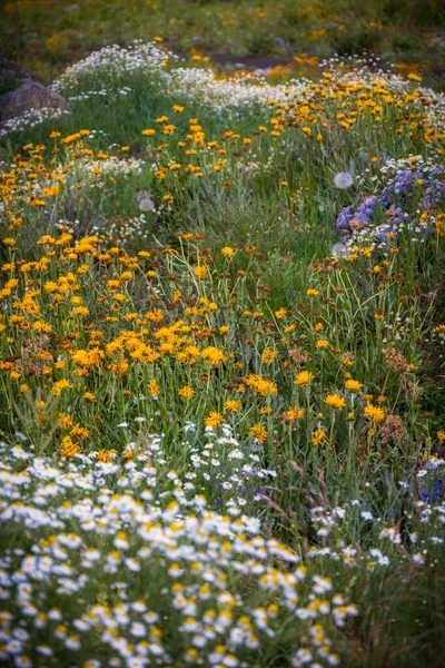 Многие Полевые Цветы Цветут Сельской Местности Колорадо Летнее Время Рядом — стоковое фото