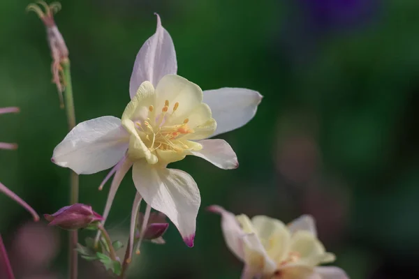 Nahaufnahme Der Gelben Columbine Blume — Stockfoto