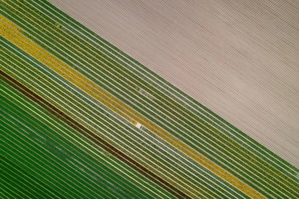 Top View Diagonal Pattern Fields Netherlands Countryside Green Brown Patterns — Stock Photo, Image