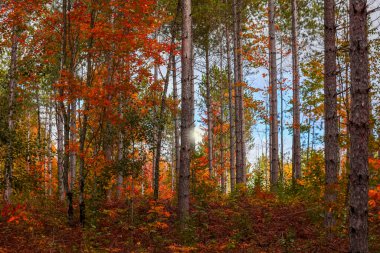 Michigan 'daki Hiawatha Ulusal Ormanı' nda uzun sonbahar ağaçları..
