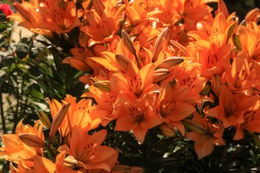 Bahçedeki turuncu zambak çiçeklerinin yakın görüntüsü, seçici odaklanma.