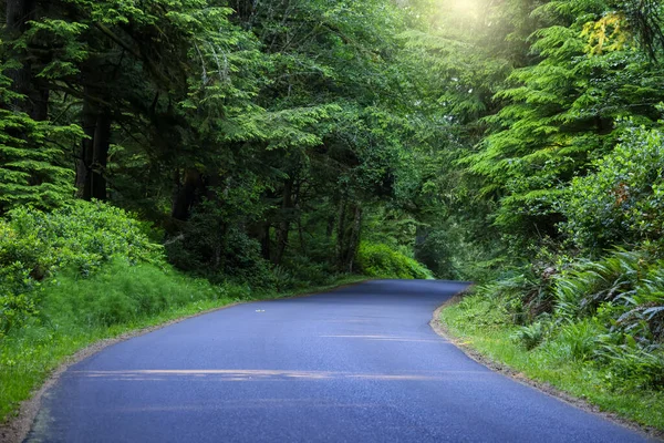 Scenic Drive Oregon Dense Rain Forest — Stock Photo, Image