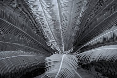 Tek renkli, seçici odak noktasında, görüntü palmiye bitkisini kapat.