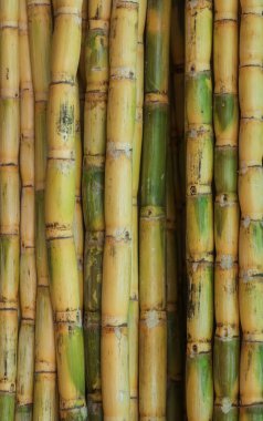 Meyve suyu için taze şeker kamışı yığını manzarasını kapat.