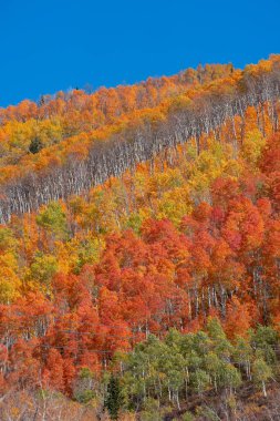 Canopy of Colorful fall trees on mountain slope in Wasatch mountain state park