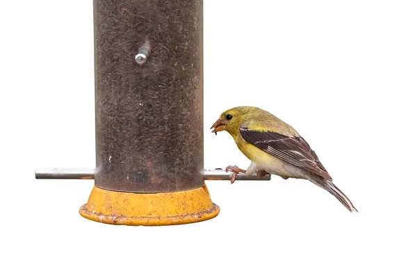 Nahaufnahme Stieglitz Auf Einem Vogelfutterhäuschen Isoliert Auf Weißem Hintergrund — Stockfoto
