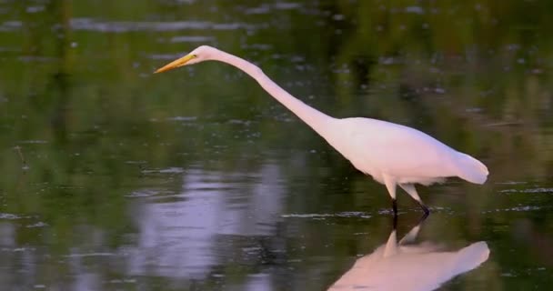 Μεγάλη Egret Στη Λίμνη Κυνήγι Ψαριών — Αρχείο Βίντεο