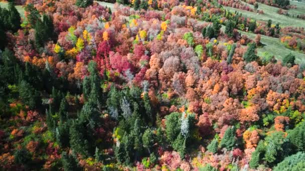 Letecký Snímek Barevného Podzimního Listí Sněhové Pánvi Utahu — Stock video