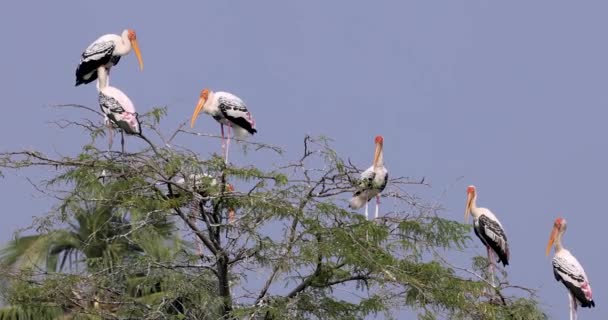 印度科勒鲁湖的树上画了五彩斑斓的鹤 — 图库视频影像