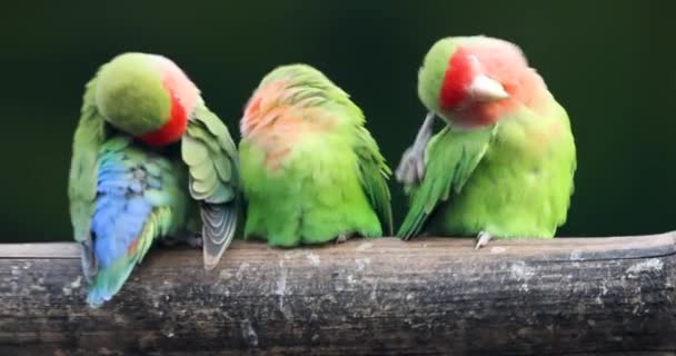 Colorful Rosy Faced Love Birds Log Dark Background — Stock Video