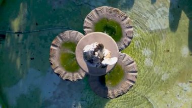 Michigan 'daki Cranbrook House Garden' daki Fountain 'ın en aşağı manzarası.