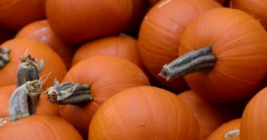 Markette birkaç portakal kabağı satılıyor..