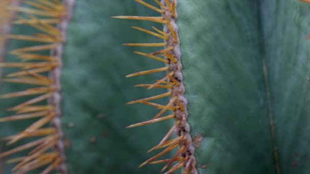 Närbild Orange Nålar Kaktusanläggningen — Stockvideo