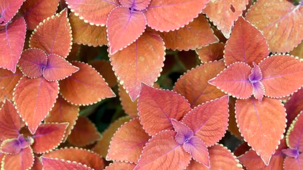 五彩缤纷的观赏植物离开考雷士湾橙子 — 图库视频影像