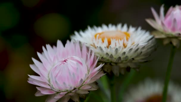 Цветки Соломы Известные Helichrysum Bracteatum Медленное Движение — стоковое видео