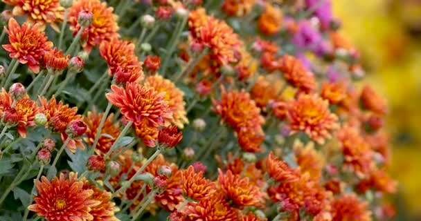 Vista Cerca Macetas Crisantemo Con Gotitas Agua — Vídeo de stock