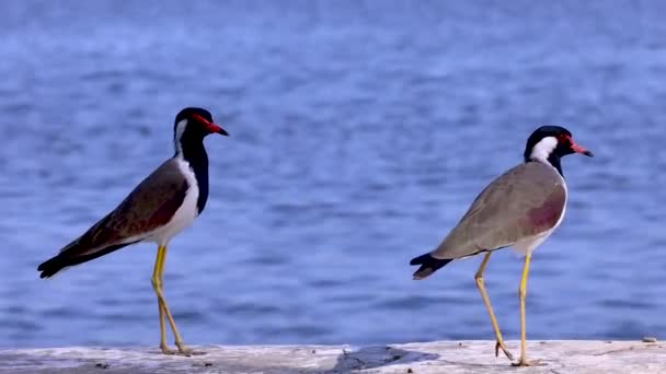 Widok Bliska Red Wattled Lapwing Ptaków Nad Jeziorem — Wideo stockowe