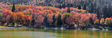 Panoramic view of Fall foliage around Maple lake in Utah valley near Mt Nebo.