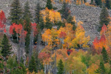 Wasatch Önbellek Ulusal Ormanı, Utah 'taki Yaya Tepeleri' ndeki Sonbahar Yeşillikleri