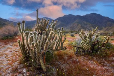 Anza Borrego eyalet parkındaki kaktüs bitkileri, dramatik gökyüzü.