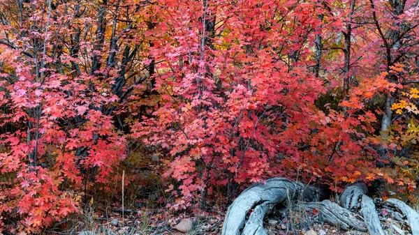 Bright Red Maple Trees Utah Countryside Autumn Time — Stock Photo, Image