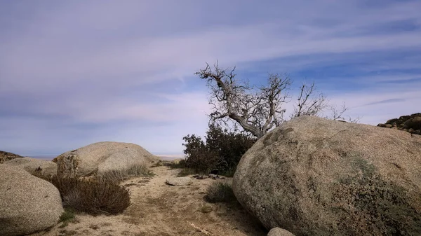 Dry Tree Middle Boulders Anza Borrego State Park California — Stock Photo, Image