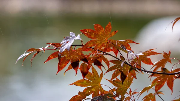 Colorful Japanese Maple Leaves Rain Fall — Stock Photo, Image