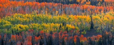 Utah 'taki Wasatch sıradağlarındaki renkli sonbahar ağaçlarının panoramik görüntüsü.