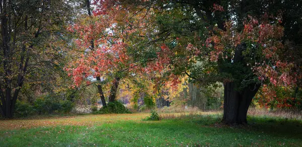 Vista Panorâmica Árvore Grande Bordo Com Folhagem Colorida Queda Área — Fotografia de Stock