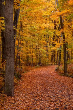 Michigan 'da rengarenk yapraklı sonbahar geçidi