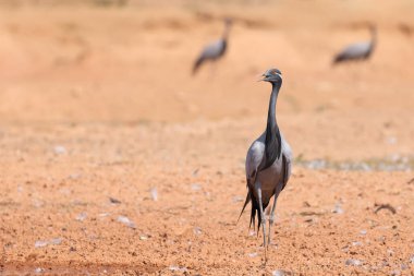 Hindistan, Rajasthan çölünün ortasında bir Demoiselle turna kuşu. Kuşlar kışın Çin 'den göç ederler..