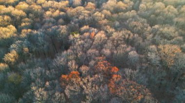 Sonbaharın sonlarında Maybury Eyalet Parkı 'nın hava manzarası, yaprakları dökülmüş ağaçlar..