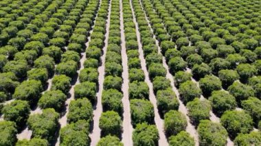 Bakersfield, California 'daki zeytin çiftliğinin havadan görünüşü.