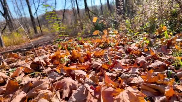 Zavřít Pohled Spadlé Suché Listy Pozdním Podzimním Čase — Stock video