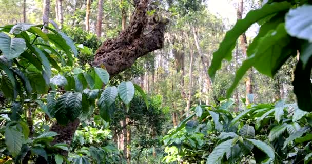 Πλούσια Φυτεία Πράσινου Καφέ Στην Περιοχή Coorg Στην Karnataka Ινδία — Αρχείο Βίντεο