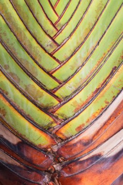 Arka plan kullanımı için Gezginlerin palmiye bitkisinin görünümünü kapat.