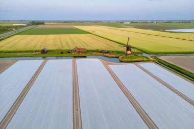 Hollanda 'daki tarlaların ve tarihi yel değirmeninin havadan görünüşü
