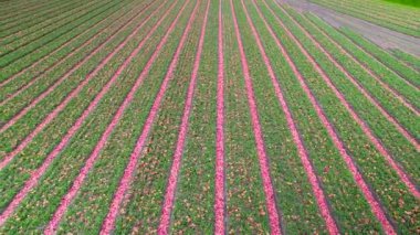 Bahar zamanı renkli lale tarlalarının hava görüntüsü.