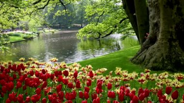 Hollanda 'da bahar zamanı Keukenhof bahçeleri.