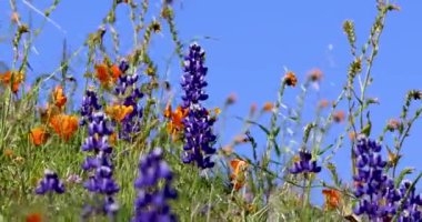 Mavi Lupine çiçekleri gökyüzüne karşı Arvin, California 'daki kır çiçekleri çayırında