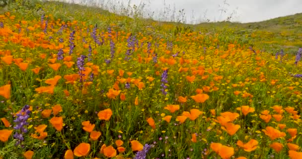 Flores Amapola Dorada Prado Flores Silvestres Valle Antelope California — Vídeo de stock