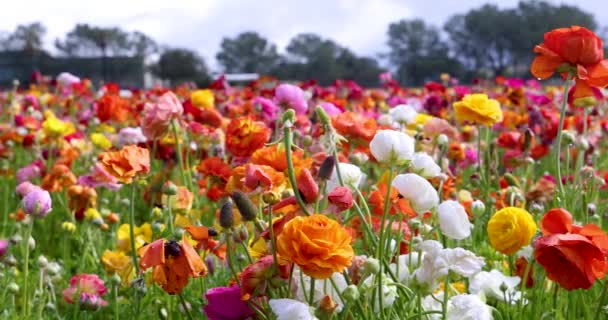 Panoramiczny Widok Rzędu Roślin Kwiatowych Polach Kwiatów Carlsbad — Wideo stockowe