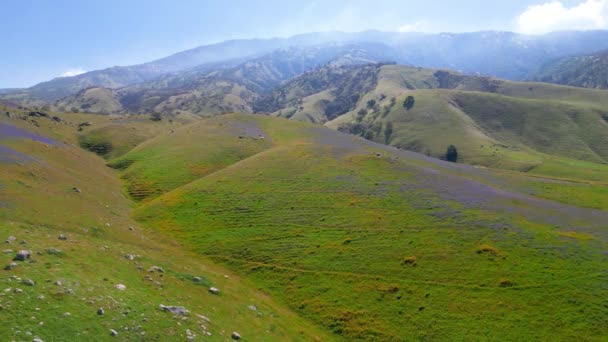 Gorman Wzgórza Kolorowe Wiosenne Kwiaty Kalifornii — Wideo stockowe