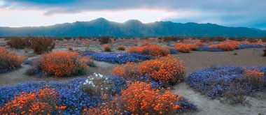 Kaliforniya 'daki Anza Borrego Eyalet Parkı' nda bahar zamanı rengarenk kır çiçeklerinin panoramik manzarası.