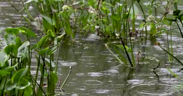 Bitkilerle Dolu Gölete Düşen Yağmurun Yakın Görüntüsü — Stok video
