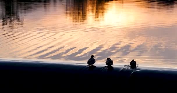 夕方の太陽の光の下で湖岸の3つのマラードアヒル — ストック動画