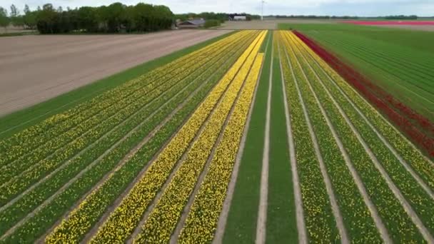 Αεροφωτογραφία Των Πολύχρωμων Πεδίων Tulip Την Άνοιξη Στην Ολλανδία — Αρχείο Βίντεο